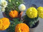 Marigolds, all 3 colors