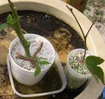 Perlite Rooted Cuttings