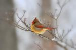 Female Cardinal cutie