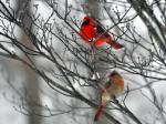 Cardinal pair