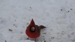 SNOW ON THE FACE