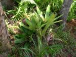Gigantic bromeliads