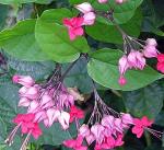 Clerodendrum speciosum, vine specie