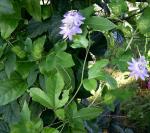 passiflora foetidas, first blooms