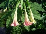Frosty Pink Brugmansia