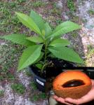 Sapote tree seedling with fruit