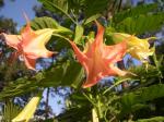 Brugmansia-Pink Masterpiece