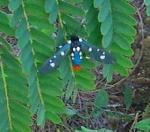 Polka dot tiger moth 1