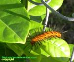 Polka dot tiger moth caterpillar 1