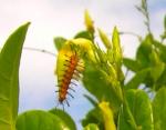 Closeup-polka dot tiger moth caterpillar