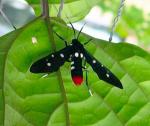 Polka dot tiger moth 2