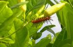 polka-dot-tiger-moth-caterpillar2