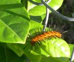 Polka dot tiger moth caterpillar3