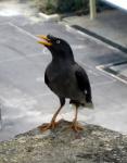 Unidentified Malaysian bird