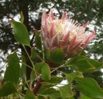 Protea