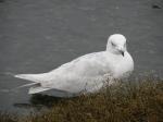 Iceland gull.