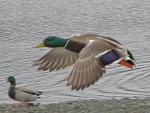 Flying mallard.