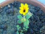 Dwarf Sunflower.