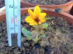 5cm tall Dwarf Sunflower.