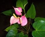 small, delicate pink blooms