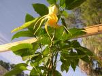 Day 1 brugmansia bloom 69 degrees