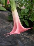 brugmansia bloom day 2 open 76 degrees