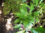 Tick plant...Ruscus Hypoglossum