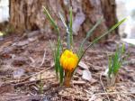 Crocus chrysanthus