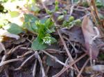 Chickweed