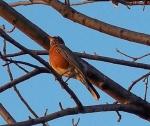 First Robin of Spring in my yard
