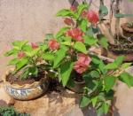 bogainvilla in a shallow pot, beginnings of a bonsai