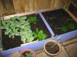 raised bed