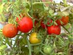 Cherry Tomatoes!