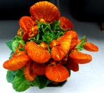 Calceolaria, Valentine Hybrid