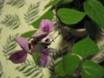 hyacinth bean vine