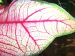 part of the same leaf