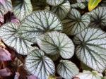 another begonia beauty