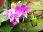 ground orchids