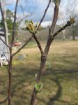 apple tree start