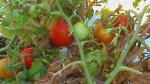 Cherry Tomatoes (near the end).