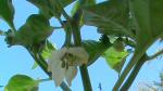 Joe Parker Chili flower.