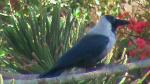 Pakistani House Crow