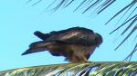 Whistling kite hawk.