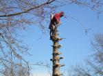 Arborist at work