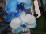 blue mystique orchid