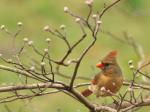 Female cardinal