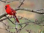 Male cardinal