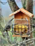 This Mockbird thinks he owns the suet feeder