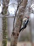 Yellow bellied sapsucker