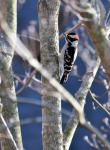 Male downy woodpecker